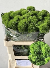 Dianthus Barb Green Wicky 60cm
