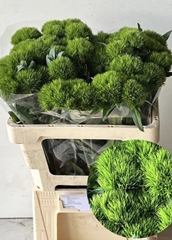 Dianthus Barb Green Wicky 55cm