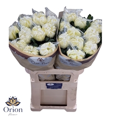 Chrysanth Single Vienna White 80cm 155gr.