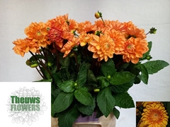 Dahlia Sylvia 50cm