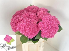 Hydrangea Royal Kiss 80cm 22-24cm Hd
