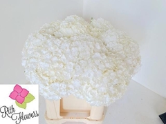 Hydrangea Royal Highness 50cm 15-17cm Hd