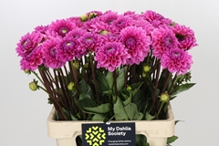 Dahlia Sandra 55cm