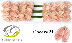 Anthurium Cheers 11cm Hd