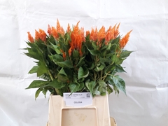 Celosia Apricot Brandy 50cm