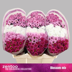 Chrysanth Santini Mix 55cm 48gr.