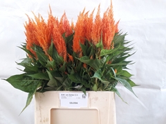 Celosia Apricot Brandy 70cm