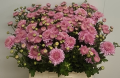 Chrysanth Spray Gompie Pink 65cm 100gr.