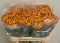 Chrysanth Single Astro 75cm 90gr.