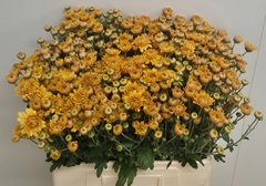 Chrysanth Spray Danielle Bronze 60cm 50gr.