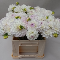 Dahlia Eveline 46cm