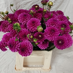 Dahlia Purple Fox 46cm