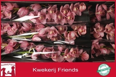 Cymbidium Belle Star 60cm