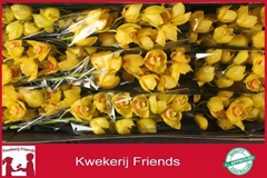 Cymbidium Sungold 60cm