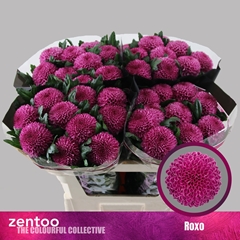 Chrysanth Single Roxo 70cm 80gr.