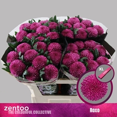 Chrysanth Single Roxo 70cm 80gr.