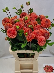 Dahlia Cornel Bronze 60cm