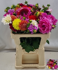 Dahlia Mix Per Bunch 55cm