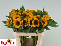 Helianthus Sunrich Provence 80cm