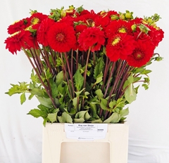 Dahlia Salsa 50cm
