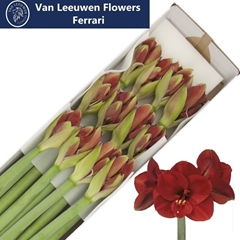 Hippeastrum Ferrari 65cm