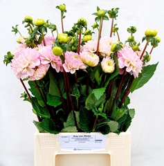 Dahlia Wizard Of Oz 40cm