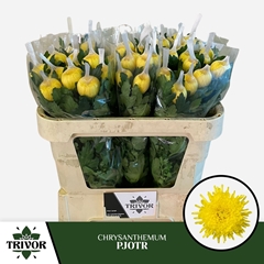 Chrysanth Single Pjotr 70cm 70gr.