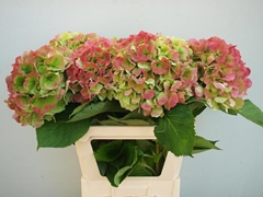 Hydrangea Verena Classic 60cm 18-20cm Hd
