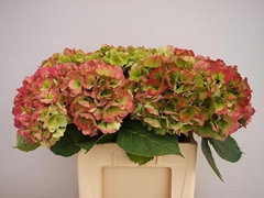 Hydrangea Verena Classic 50cm 14-16cm Hd