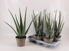 Aloe Vera 17Ø 52cm
