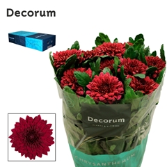 Chrysanth Single Monza 70cm 95gr.