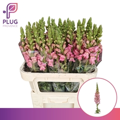 Antirrhinum Potomac Pink 75cm