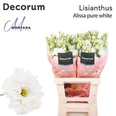 Eustoma Double Alissa Pure White 60cm