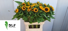 Helianthus Sunrich Orange 80cm 4cm Hd
