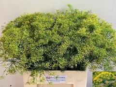Anethum Graveolens 60cm