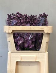Delphinium Double Dewi Hercules 70cm