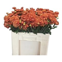 Chrysanth Spray Blenda 55cm 40gr.
