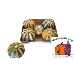 Cucurbita Pepo Kamo Kamo 14cm