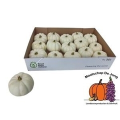 Cucurbita Pepo Baby Boo 8cm