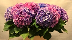 Hydrangea Bodensee Pink 100cm 17-19cm Hd