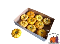 Cucurbita Pepo Lil Pump-ke-mon 12cm