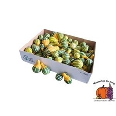 Cucurbita Pepo Pear Bicolor 4cm