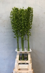 Eucomis Pole-Evansii Goliath 110cm