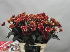 Heliopsis Red Shades 70cm