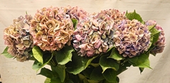 Hydrangea Bodensee Classic 100cm 18-20cm Hd