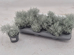 Leucophyta Brownii 10Ø 20cm