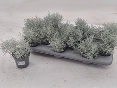 Leucophyta Brownii 10Ø 20cm
