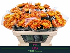Chrysanth Single Astro 70cm 80gr.