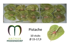 Anthurium Pistache 15cm Hd
