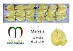 Anthurium Marysia Antique 13cm Hd